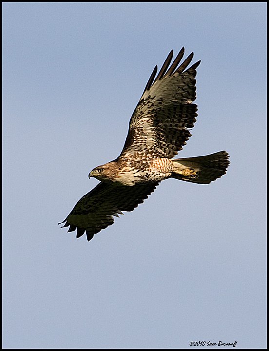 6286 red-tailed hawk.jpg